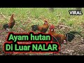 Pikat Ayam Hutan Terbaik Ayam Hutan Super AGRESIF