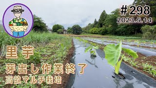 今日で里芋の高畝マルチ栽培の芽出し作業が終了。畝間の除草を兼ねて畝間を中耕する。　298話 【オーガニック栽培】