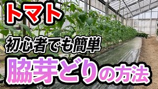 【ミニトマト】1株から500個採れる脇芽の取り方について　脇芽の大きさによって損します