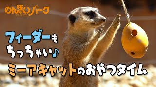 【のんほいパーク】フィーダーもちっちゃい♪ミーアキャットのおやつタイム [Toyohashi Non_hoi Park] meerkat