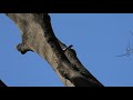 シジュウカラ japanese tit