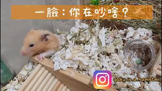 黃金鼠GaKu在厚鋪的家瘋狂挖掘 Hamster GaKu is digging in his new home