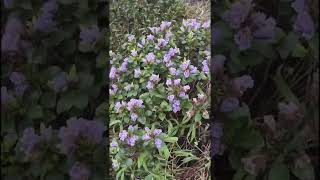 നീലക്കുറിഞ്ഞി പൂക്കൾ/Neelakurinji Kallippara.