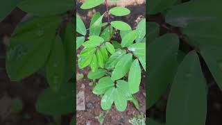 చెన్నంగి మొక్క ఉపయోగాలు🌿| కాసివిందా| #rythunestham 🌱