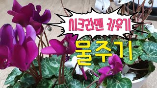 [환희사랑VLOG]겨울꽃 시크라멘꽃 이야기(주부TV)베란다정원