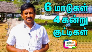 6 மாடுகள், 4 கன்று குட்டிகள் || பழையகோட்டை நாட்டு மாட்டுச் சந்தை|| Kangeyam Desi Cow || Palayakottai