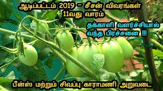 ஆடிப்பட்டம் 2019 | 11வது வாரம் |  அறுவடையை ஆரம்பிக்கிறேன் | பீன்ஸ் மற்றும் சிவப்பு காராமணி அறுவடை