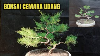 Bonsai cemara udang (pruning &  wiring)