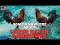 Some Knowledge About LEIPER HATCH GAMEFOWLS.