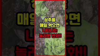 상추를 매일 먹으면 내 몸에 나타나는 놀라운 변화 3가지 #상추 #상추효능 #건강정보