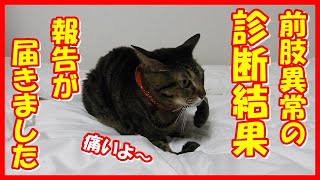 【前肢異常の猫、診断結果が届きました】岐阜大学動物病院の方から診断結果が届きました