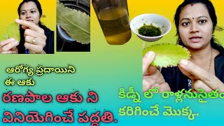 రణపాల ఆకు ఆరోగ్య సూత్రాలు /రణపాల కషాయం,చూర్ణం,రణపాల హాట్ ప్యాక్ /medicinal benefits