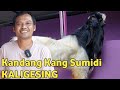 TIGA EKOR KAMBING PEJANTAN GANTENG DI KANDANG KANG SUMIDI KALIGESING