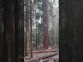 exploring the majestic general sherman tree in sequoia national park iphone15