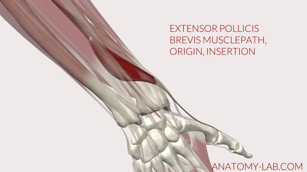 Extensor Pollicis Brevis Musclepath, Origin, Insertion 3D Animation ...