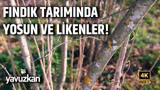 Fındık Tarımında Yosun ve Likenler