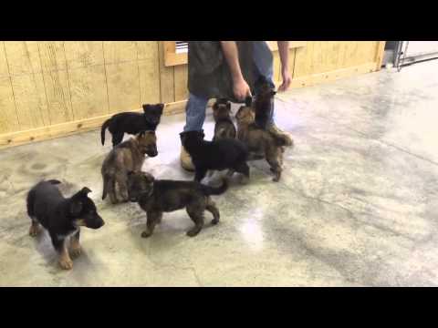 It ALL Begins Here German Shepherd Puppies Bred For Personal Protection Work Dogs For Sale It ALL Begins Here German Shepherd Puppies Bred For Personal Protection Work Dogs For Sale