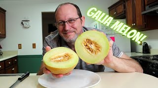 GALIA Melon  my first one review