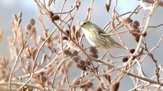 ムビる08712 ハンノキの実を食べるマヒワ♀ mahiwa