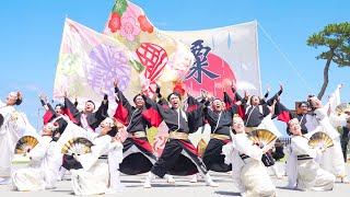 [4K] 粟津おすえべ花吹雪　YOSAKOIソーラン日本海加賀会場 20233 (中央)