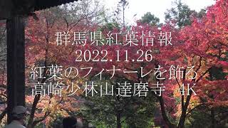 群馬県の紅葉情報　2022.11.26　群馬県の紅葉のフィナーレを飾る　少林山達磨寺　4K