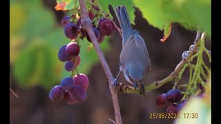 Curruca curruca syn. Sylvia curruca  The lesser whitethroat   by Theo