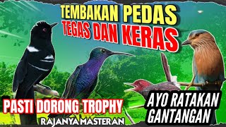 MASTERAN SPESIAL LEDAKAN 2024 KOMPILOASI MEWAH UNTUK SEMUA JENIS BURUNG MURAI BATU DAN CUCAK IJO !!