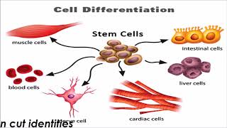 Developmental Genetics