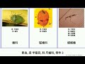 昆虫 目 半翅目 科 尺蝽科 零件 3 insect 臭虫科 satya 鸟巢菌属 耳葉蟬亞科 miscellaneous 黑頭叉胸花蝽 hemiptera 花蝽科 褐飞虱 肾圆盾介壳虫属