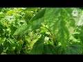 గోరుచిక్కుడు తోట cluster beans cultivation