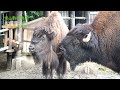 【東山動植物園公式】仲良し　《 アメリカバイソン　バイソン 》