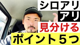 実は間違いやすい「アリ」と「シロアリ」を見分ける５つのポイント