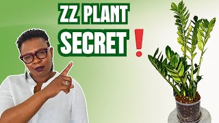 Largest ZZ Plant Soil to Leca Transfer Explained for Beginners