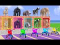 Cow Elephant Tiger Gorilla Hippo 3d Animal Long Slide Game Funny 3d Paint Animals Cage Game