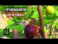 Panduan Menanam Tanaman Buah Tin untuk Pemula