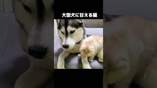 大型犬に甘える猫はこうなる...#shorts