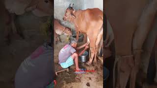 Milking by hand