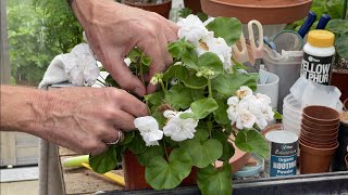 Early Autumn Plant prep for Winter and Cut-back