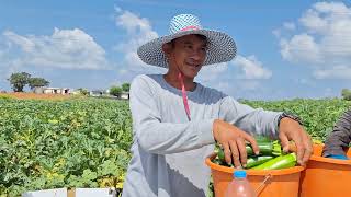 เก็บซุกินีคับแดดฮ้อนหลายคับ #แรงงานไทยในอิสราเอล 🇹🇭🇮🇱✌️