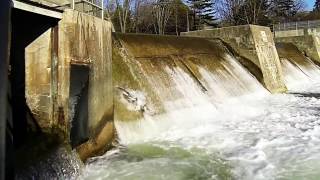 Ganaraska River Rainbow Trout Jumping At Corbets Dam Fishway Port Hope, Ontario.