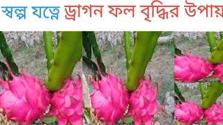 ড্রাগন গাছের স্বল্প পরিচর্যা ও অধিক ফলের উপায়