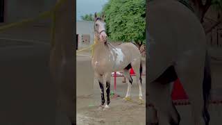 #horse junior sodagar