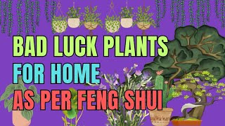 Bad Luck Plants For Home - Unlucky Plants In Feng Shui | Ziggy Natural