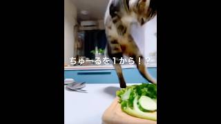 はじめてのクッキング！#猫 #猫との暮らし #猫のいる生活 #猫のいる生活 #癒し動画 #ねこ #猫おもしろ動画 #デフ猫ちゃん #ラグドール#アメショ #猫好きさんと繋がりたい #cat#ねこ動画