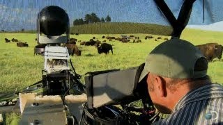 Filming Bison From an ATV | North America
