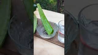 How to extract aloe vera gel from aloe vera leaf # aloe vera gel at home