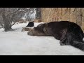 otter snow day