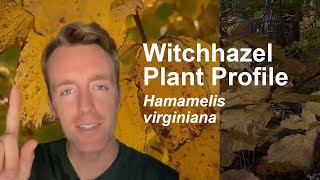 Witchhazel (Hamamelis virginiana) Plant Profile