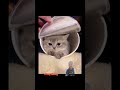 Anak Kucing lucu #shortvideo #catlover #cat #kejar #shots #short #funny #kucing #fyp #fypシ゚viral