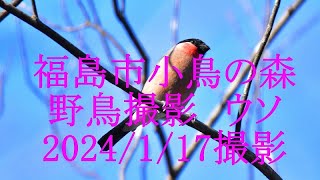 福島市小鳥の森　野鳥　ウソ　アオゲラ　2024/1/17撮影